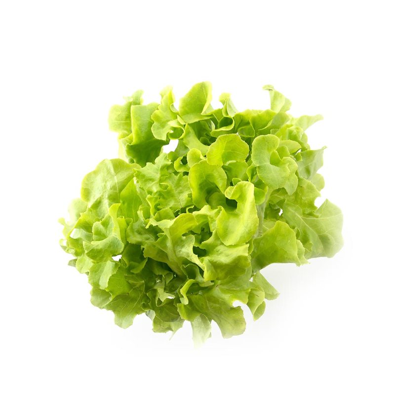 Lechuga