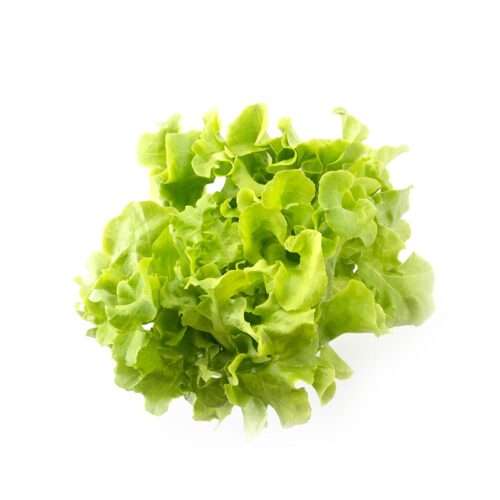 Lechuga
